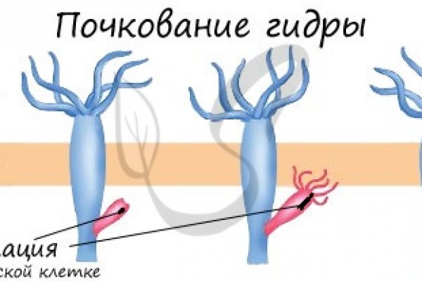 Kraken рынок